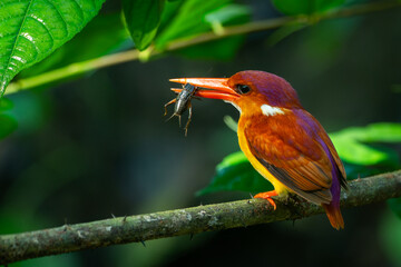 Rufous-backed kingfisher, ceyx rufidorsa, perching on a mossy tree branch while eating cricket, natural bokeh background