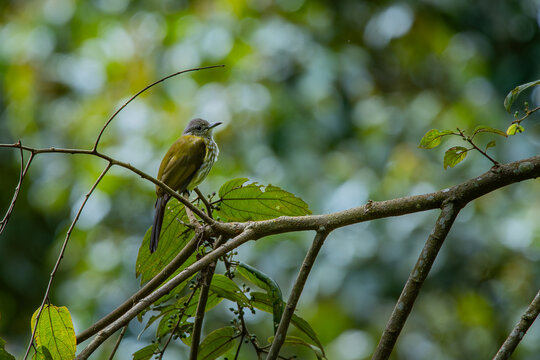 Olive bulbul Iole virescens perching on a branch in mount Lawu montane forest East Java, with natural bokeh background	