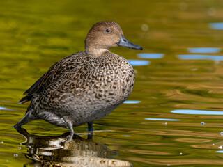 池を泳ぐオナガガモ