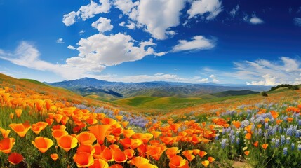 lily california wildflowers - obrazy, fototapety, plakaty