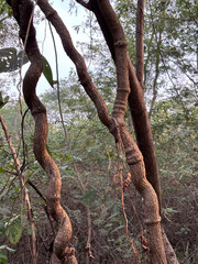 Hanging Vines Cascading From Tree Branches in Forest