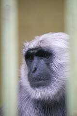 Close up monkey in a zoo
