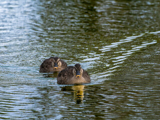 池を泳ぐカルガモ