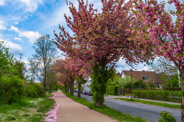 Naklejka premium A Japanese cherry tree in full bloom in Wiesbaden Germany on the banks of the Rhine
