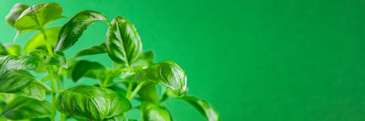 basil fresh green bush aromatic herb tasty fresh healthy eating cooking appetizer meal food snack...