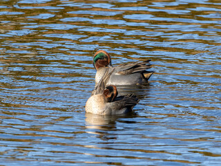 池を泳ぐコガモ