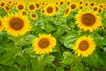 Fototapeta premium Sunflower field in summer season. Sunflower blooming in the field.