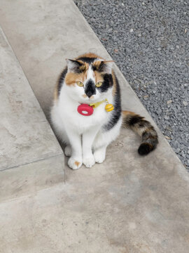 Cat in a collar with a gps-tracker