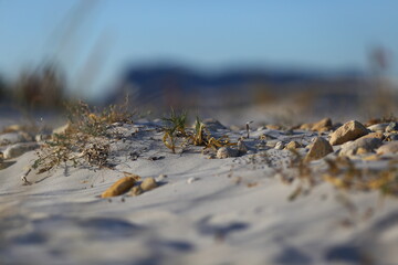 Eryngium maritimum, sea holly, sea eryngo, sea eryngium and stones on the beach dunes in La Cinta Beach in San Teodoro in Sardinia, Italy