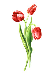 Red tulips. Hand drawn watercolor illustration, isolated on white background
