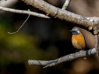 ジョウビタキのオス