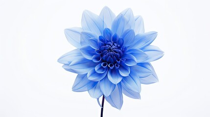 Obraz premium nature blue flower on white