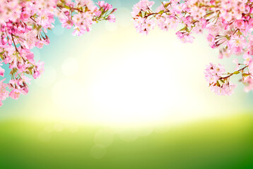 Fresh pink cherry blossom flowers on a tree in springtime with a blurred, defocused fresh spring blue sky and lush green grass background.