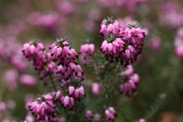 Closeup of beautiful pink heath flowers on a blurred background.