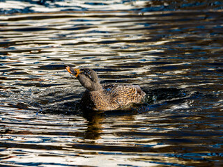 身震いするマガモ
