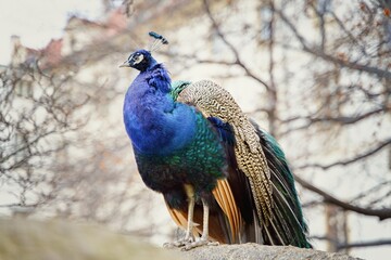 Close up photo of the Indian peafowl (Pavo cristatus). 