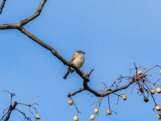 木の枝にとまるスズメ