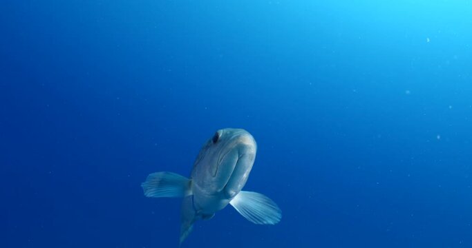 white grouper Epinephelus aeneus fish underwater close to camera 