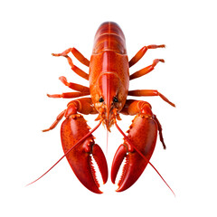 lobster ,on white background, PNG ,lobster, food, crayfish, seafood, crawfish, isolated, red, claw, shellfish, crustacean, boiled, white, cooked, gourmet, animal, sea, crab, antenna, dinner, meal, fis