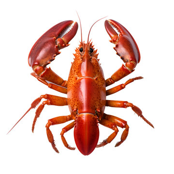 lobster ,on white background, PNG ,lobster, food, crayfish, seafood, crawfish, isolated, red, claw, shellfish, crustacean, boiled, white, cooked, gourmet, animal, sea, crab, antenna, dinner, meal, fis
