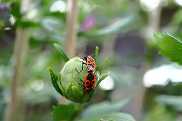 Two firebugs (Pyrrhocoris apterus) while mating on a green bod with a light background