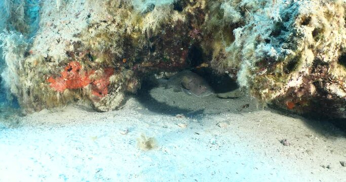 white grouper Epinephelus aeneus fish underwater close to camera scenery on a reef ocean scenery Epinephelus costea