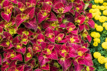 Top view, close-up background, many beautiful purple hermit leaves growing.