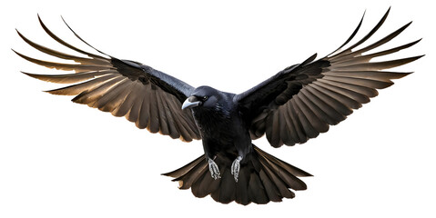 Obraz premium Black raven crow hunt birds with spread wings