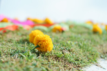 Gold yellow flower decorated on Chinese graveyard with colorful flower and ribbon on green grass field on Qingming festival or Tomb sweeping day to respect to ancestor. Chinese memorial name concept. - 742763177