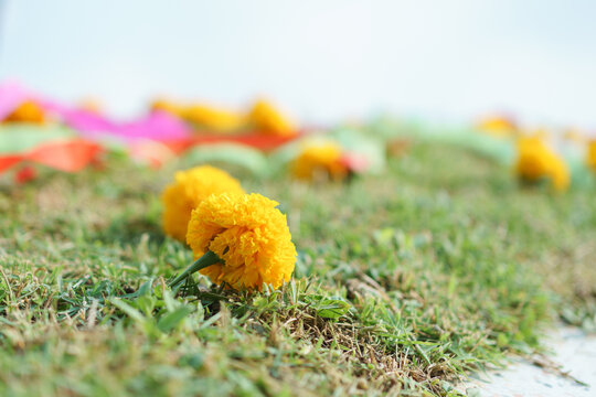 Gold yellow flower decorated on Chinese graveyard with colorful flower and ribbon on green grass field on Qingming festival or Tomb sweeping day to respect to ancestor. Chinese memorial name concept.