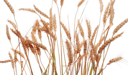 Dry wheat ears, sheaf ripe grain isolated on white background, with clipping path
