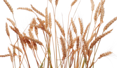 Dry wheat ears, sheaf ripe grain isolated on white background, with clipping path
