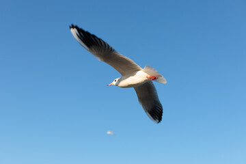 Fototapeta premium Seagull flying in the clear sky