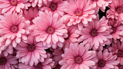 Wandcirkels tuinposter carnation pink flowers © PikePicture