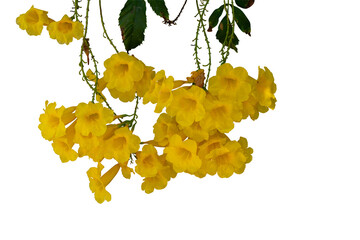 Yellow flowers hanging isolated