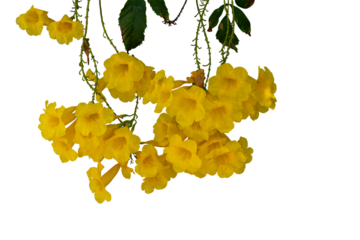 Yellow flowers hanging isolated