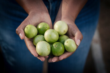 Umbu fruto sagrado do sertão