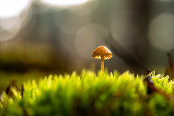 Psilocybe senilanceata-poisonous mushroomin macro photography with bokeh effect.