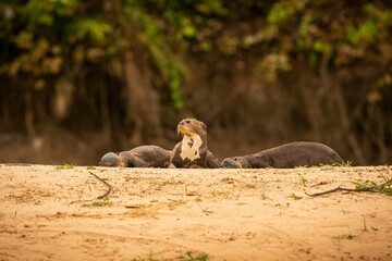 Giant River Otter Feeding Nature Habitat Wild Brasil Brasilian Wildlife Rich Pantanal Watter Animal Very Inteligent Creature Fishing Fish 14