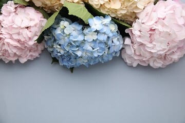 Beautiful hydrangea flowers on gray background, top view. Space for text
