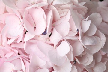 Beautiful pink hydrangea flowers as background, top view