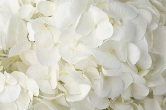 Beautiful white hydrangea flowers as background, top view © New Africa