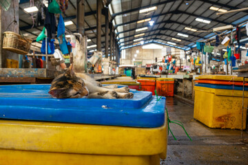 Batu 9 Fish Market, also known as bintan central market. One of the most famous fish markets in...