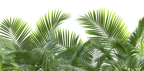 palm leaves png isolated on white background