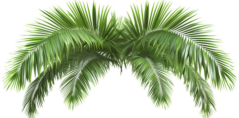 Fototapeta na wymiar palm leaves png isolated on white background