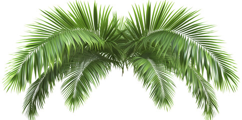 palm leaves png isolated on white background © devilkiddy