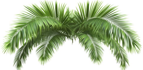 palm leaves png isolated on white background