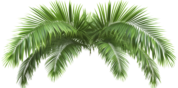 palm leaves png isolated on white background