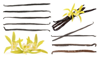 Vanilla pods and yellow flowers isolated on white, set