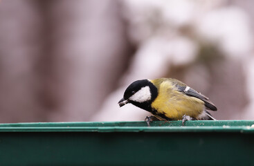 The great tit grabbed the seed and holds it in its beak. Now urgently need to fly away before...
